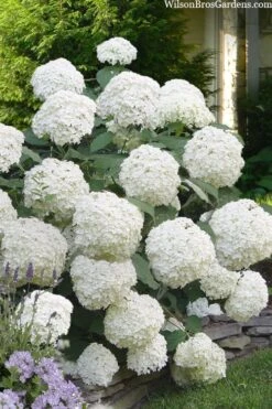 Incrediball Smooth Hydrangea - 3 Gallon Pot -Flowers World Shop hydrangea arborescens incrediball 16