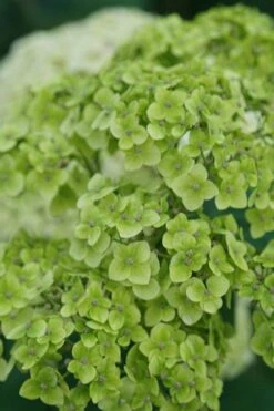 Invincibelle Sublime Smooth Hydrangea - 3 Gallon Pot -Flowers World Shop hydrangea arborescens invincibelle sublime 3