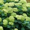 Invincibelle Sublime Smooth Hydrangea - 3 Gallon Pot -Flowers World Shop hydrangea arborescens invincibelle sublime 5