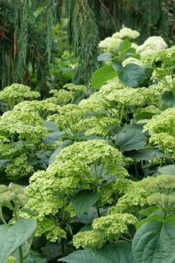 Invincibelle Sublime Smooth Hydrangea - 3 Gallon Pot -Flowers World Shop hydrangea arborescens invincibelle sublime 7