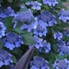 Bluebird Hydrangea - 1 Gallon Pot 1 Bluebird Hydrangea - 1 Gallon Pot -Flowers World Shop hydrangea bluebird 21