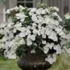 Fairytrail Bride Cascade Hydrangea - 1 Gallon Pot -Flowers World Shop hydrangea fairytrail bride 11