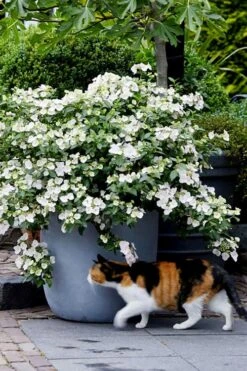 Fairytrail Bride Cascade Hydrangea - 2 Gallon Pot -Flowers World Shop hydrangea fairytrail bride 7 1
