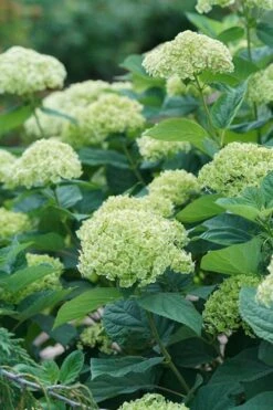 Invincibelle Sublime Smooth Hydrangea - 3 Gallon Pot -Flowers World Shop hydrangea invincibelle sublime 500x750 1