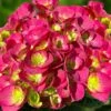 Akadama Hydrangea - 3 Gallon Pot -Flowers World Shop hydrangea macrophylla akadama 2