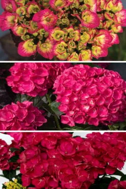 Akadama Hydrangea - 3 Gallon Pot 11 Akadama Hydrangea - 3 Gallon Pot -Flowers World Shop hydrangea macrophylla akadama 3