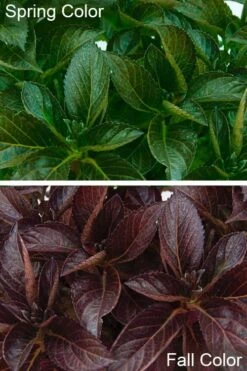 Akadama Hydrangea - 3 Gallon Pot 12 Akadama Hydrangea - 3 Gallon Pot -Flowers World Shop hydrangea macrophylla akadama 4