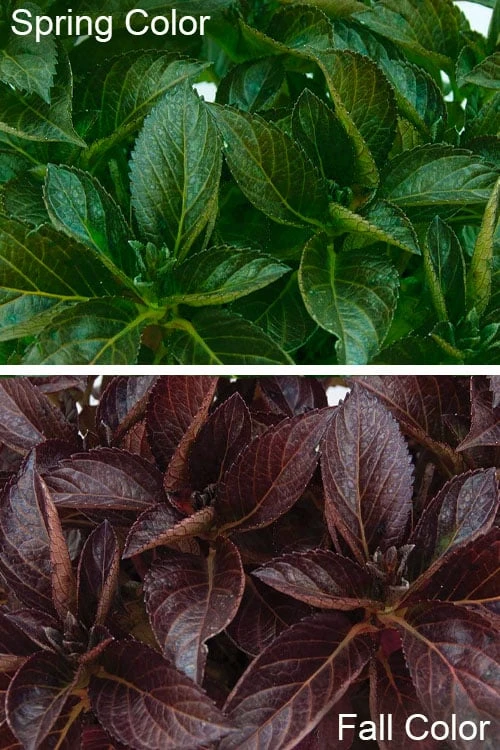 Akadama Hydrangea - 3 Gallon Pot 7 Akadama Hydrangea - 3 Gallon Pot - Image 5