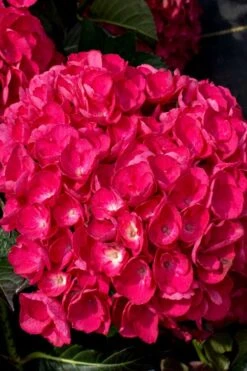 Akadama Hydrangea - 3 Gallon Pot 13 Akadama Hydrangea - 3 Gallon Pot -Flowers World Shop hydrangea macrophylla akadama 6