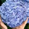 Big Daddy Hydrangea - 2 Gallon Pot -Flowers World Shop hydrangea macrophylla big daddy 101 1