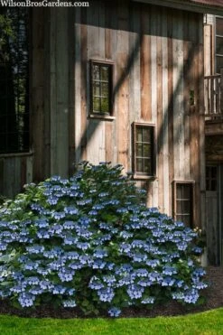 Blue Wave Lacecap Hydrangea - 3 Gallon Pot 16 Blue Wave Lacecap Hydrangea - 3 Gallon Pot -Flowers World Shop hydrangea macrophylla blue wave 22