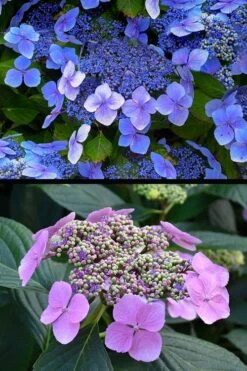 Blue Wave Lacecap Hydrangea - 3 Gallon Pot 17 Blue Wave Lacecap Hydrangea - 3 Gallon Pot -Flowers World Shop hydrangea macrophylla blue wave 24