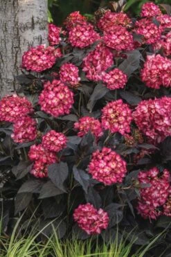 Eclipse Bigleaf Hydrangea - 3 Gallon Pot -Flowers World Shop hydrangea macrophylla eclipse 3
