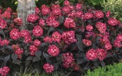 Eclipse Bigleaf Hydrangea - 3 Gallon Pot -Flowers World Shop hydrangea macrophylla eclipse 4