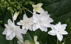 Fuji Waterfall Hydrangea - 1 Gallon Pot -Flowers World Shop hydrangea macrophylla fuji waterfall 2