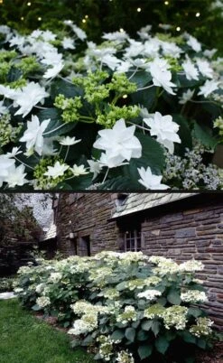 Fuji Waterfall Hydrangea - 3 Gallon Pot -Flowers World Shop hydrangea macrophylla fuji waterfall 4 1