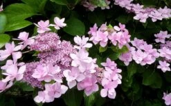 Izu No Hana Lacecap Hydrangea - 3 Gallon Pot 14 Izu No Hana Lacecap Hydrangea - 3 Gallon Pot -Flowers World Shop hydrangea macrophylla izu no ito 3