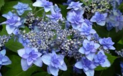 Izu No Hana Lacecap Hydrangea - 3 Gallon Pot 13 Izu No Hana Lacecap Hydrangea - 3 Gallon Pot -Flowers World Shop hydrangea macrophylla izu no ito 4