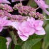 Izu No Hana Lacecap Hydrangea - 3 Gallon Pot -Flowers World Shop hydrangea macrophylla izu no ito 6