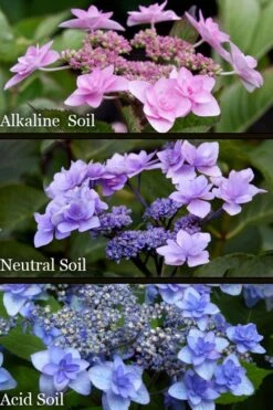 Izu No Hana Lacecap Hydrangea - 3 Gallon Pot 12 Izu No Hana Lacecap Hydrangea - 3 Gallon Pot -Flowers World Shop hydrangea macrophylla izu no ito 8