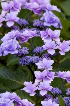 Izu No Hana Lacecap Hydrangea - 3 Gallon Pot 15 Izu No Hana Lacecap Hydrangea - 3 Gallon Pot -Flowers World Shop hydrangea macrophylla izu no ito 9