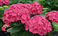 Let's Dance 'Big Band' Dwarf Hydrangea - 3 Gallon Pot -Flowers World Shop hydrangea macrophylla lets dance big band 1