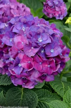 Let's Dance 'Big Band' Dwarf Hydrangea - 3 Gallon Pot -Flowers World Shop hydrangea macrophylla lets dance big band 5