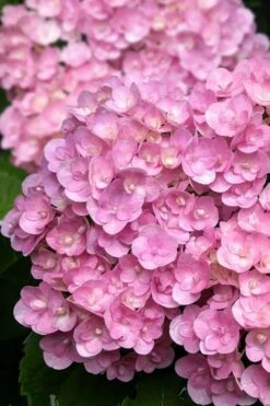 Love Hydrangea - 3 Gallon Pot -Flowers World Shop hydrangea macrophylla love 5