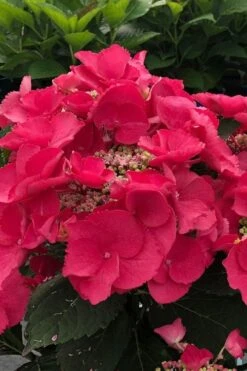 Cherry Explosion Hydrangea - 3 Gallon Pot -Flowers World Shop hydrangea macrophylla mckay cherry explosion 100
