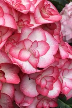 Miss Saori Hydrangea - 1 Gallon Pot -Flowers World Shop hydrangea macrophylla miss saori 1