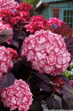 Miss Saori Hydrangea - 1 Gallon Pot -Flowers World Shop hydrangea macrophylla miss saori 15