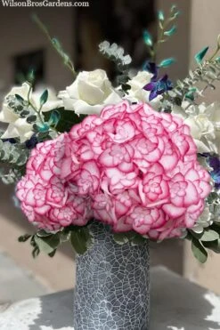 Miss Saori Hydrangea - 1 Gallon Pot -Flowers World Shop hydrangea macrophylla miss saori 20