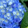 Nantucket Blue Hydrangea - 3 Gallon Pot -Flowers World Shop hydrangea macrophylla nantucket 1