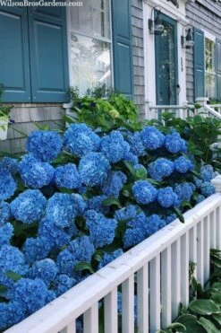 Nantucket Blue Hydrangea - 3 Gallon Pot -Flowers World Shop hydrangea macrophylla nantucket 2