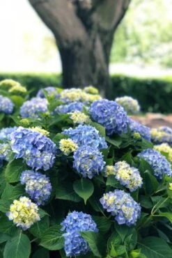Nantucket Blue Hydrangea - 3 Gallon Pot -Flowers World Shop hydrangea macrophylla nantucket 3