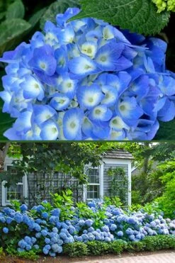 Nantucket Blue Hydrangea - 3 Gallon Pot -Flowers World Shop hydrangea macrophylla nantucket 4