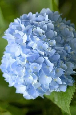 Penny Mac Hydrangea - 2 Gallon Pot -Flowers World Shop hydrangea macrophylla penny mac 21 1