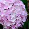 Penny Mac Hydrangea - 1 Gallon Pot -Flowers World Shop hydrangea macrophylla penny mac 22