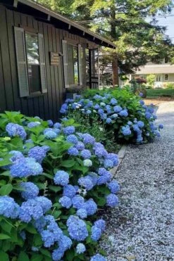 Penny Mac Hydrangea - 2 Gallon Pot -Flowers World Shop hydrangea macrophylla penny mac 23 1