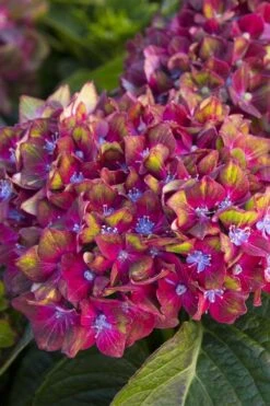 Pistachio Hydrangea - 3 Gallon Pot 15 Pistachio Hydrangea - 3 Gallon Pot -Flowers World Shop hydrangea macrophylla pistachio 2