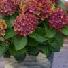 Pistachio Hydrangea - 3 Gallon Pot -Flowers World Shop hydrangea macrophylla pistachio 4