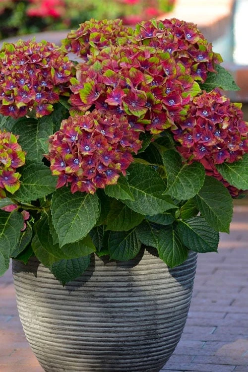 Pistachio Hydrangea - 3 Gallon Pot 3 Pistachio Hydrangea - 3 Gallon Pot