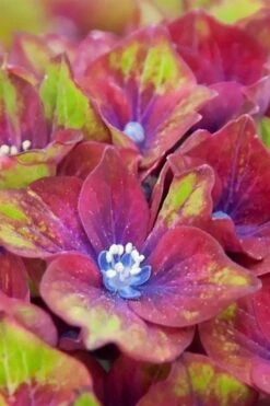 Pistachio Hydrangea - 5 Gallon Pot 16 Pistachio Hydrangea - 5 Gallon Pot -Flowers World Shop hydrangea macrophylla pistachio 5 1