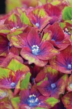 Pistachio Hydrangea - 3 Gallon Pot 14 Pistachio Hydrangea - 3 Gallon Pot -Flowers World Shop hydrangea macrophylla pistachio 6