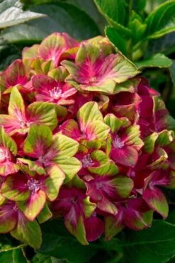 Pistachio Hydrangea - 3 Gallon Pot 17 Pistachio Hydrangea - 3 Gallon Pot -Flowers World Shop hydrangea macrophylla pistachio 7