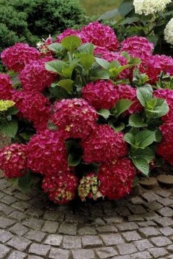 Red Sensation Hydrangea - 3 Gallon Pot -Flowers World Shop hydrangea macrophylla red sensation 2