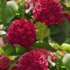 Red Sensation Hydrangea - 3 Gallon Pot -Flowers World Shop hydrangea macrophylla red sensation 5