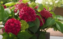 Red Sensation Hydrangea - 3 Gallon Pot -Flowers World Shop hydrangea macrophylla red sensation 6