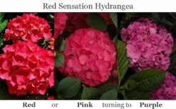 Red Sensation Hydrangea - 3 Gallon Pot -Flowers World Shop hydrangea macrophylla red sensation 8