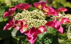 Teller Red Hydrangea - 1 Gallon Pot -Flowers World Shop hydrangea macrophylla teller red 3